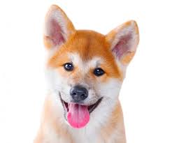 These dogs look like foxes! Shiba Inu Top Lap Dogs