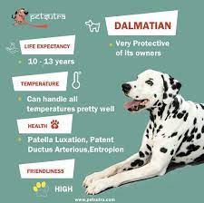 why dalmatians are considered stupid and more about them petsutra com petsutra com dalmatians owe their popularit dalmatian dalmatian facts spotty dog