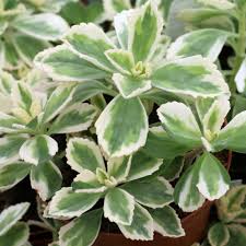 Image result for Plectranthus guruensis