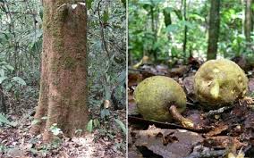 Image result for Helixanthera schizocalyx