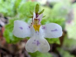 Image result for Diclis reptans