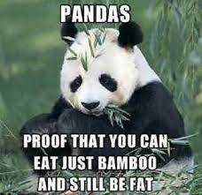We will bring and show you lots of incredible things with cute panda! Funny Panda Refrigerator Magnet 3 1 2x 3 1 2 Ebay