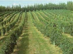 Wash the seeds in water and allow them to dry for 3 to 4 days before washing them again and drying them in the shade. He Careth For You How To Grow Passion Fruit In Uganda