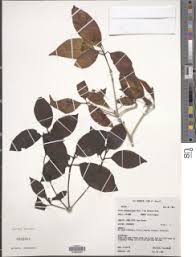 Image result for Grevea