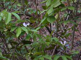 Image result for Capparis viminea