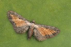 Image result for Eupithecia icterata