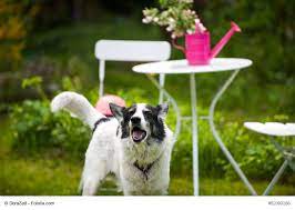 Wenn er bellt versuchen wir es zu unterbinden, jedoch haben wir auch einen ruheliebenden nachbarn, der sich aber nicht nur an unserem hund stört sondern auch an des nachbarn hecke etc. Mein Hund Bellt Was Nun Haustiermagazin