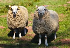 Résultat de recherche d'images pour "animaux de ferme"