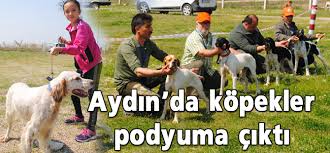 Aydin Da Kopek Guzellik Yarismasi Sonuclandi