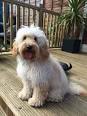 Cockapoo Puppies for Sale | Lancaster Puppies