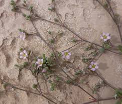 Image result for Polycarpaea