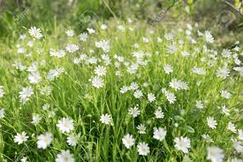 Plant together for a cheerful display, or tuck in small groups between perennial plants for pops of color and whimsy that are sure to bring a smile. Stellaria Dichotoma Small White Flowers On Grass Stock Photo Picture And Royalty Free Image Image 108395542