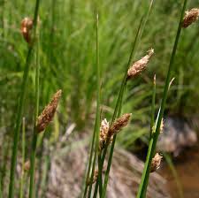 Image result for Schoenoplectus confusus