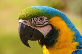 Image result for parrot