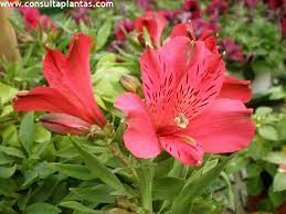 Here is a nice procedure of taking care of hair type that should help you to save money and become more beautiful. Alstroemeria Or Peruvian Lily Care And Growing