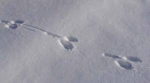 Photo © the nature conservancy (chris helzer). Rabbit Tracks In The Fresh Snow Mildlypenis