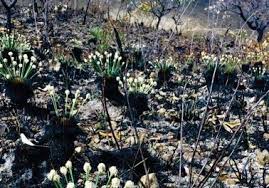 Stem showing internode and nodes plus leaf petioles. Scientists Identify Plant That Flowers In Bra Eurekalert
