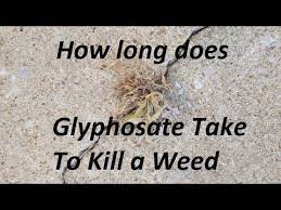 Check spelling or type a new query. How Long Does Glyphosate Found In Roundup Take To Kill Weeds Youtube