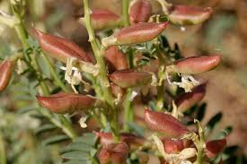 Image result for Agelanthus lugardii