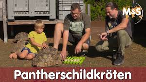 In unbequemer, verkrampfter haltung dasitzen. Pantherschildkrote Stigmochelys Pardalis Geochelone Reptil Tv Youtube
