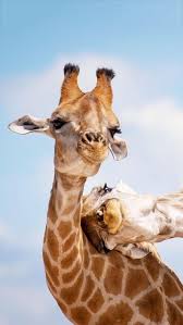 I Think You Re Suffering From A Lack Of Vitamin Me Cute Animals Cute Baby Animals Animals Beautiful