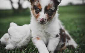 Find only guaranteed quality, healthy above you will find the latest collie puppies which we have for sale. A Colorful Red Merle Female Border Collie Puppy For Sale 1080 675 Border Collie Maremma Sheepdog Puppies For Sale Code Of Ethics Breeder