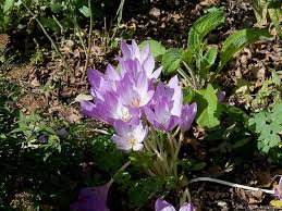 Image result for Colchicaceae