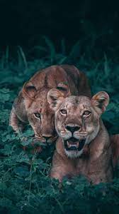 Image Shared By Maria Jose Find Images And Videos About Animal Lion And Nature On We Heart It The App T Wild Animal Wallpaper Cute Animals Majestic Animals