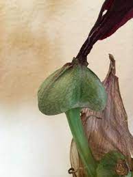 Starting Amaryllis From Seed Amaryllis Flowers Amaryllis Plant Amaryllis