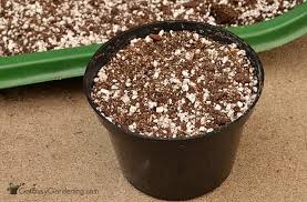 It is native to the old world and is found in cape verde and the canary islands. How To Propagate Lavender Plants From Cuttings Get Busy Gardening