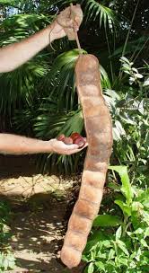 Image result for Entada arenaria