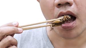 Typical crickets resemble grasshoppers and locusts and also the bush crickets, sometimes called crickets are mainly vegetarian but will take insect food, the proportion varying not only with the. Massive Growth Projected For Edible Insect Market Inside Fmcg