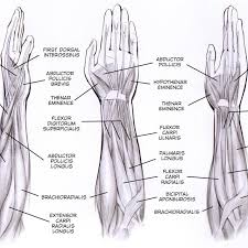 Forearm muscles in the anterior compartment are arranged in superficial, intermediate and deep categories. Forearm Muscle Diagram A Contrast Sketch Of Forearm Muscles With The Download Scientific Diagram