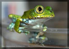 Appearance the cuban tree frog grows to an astounding length of 5 inches. Leptopelis Vermiculatus Aka Big Eyed Tree Frog Or Peacock Frog They Are Beautiful Creatures With A Very Unique Call Their Breeding Habits Are Very U Anfibios
