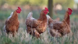 Toutes les poules sont vaccinées, testées indemnes de salmonellose, vermifugées, traitées à la terre de diatomée. Acheter Des Poules Precautions A Prendre Et Liens Fiables