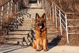 We strive to breed only the healthiest and best of the german shepherd breed! Long Haired German Shepherd Your Next Best Friend Shepherd Sense