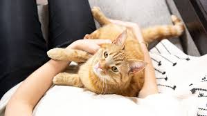 Next to the overwhelming news, the most curious thing for you is to know about your tabby's pregnancy time span. Cat Pregnancy Everything You Need To Know Purina