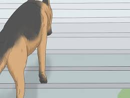 At the same time, many of dogs' lifetime fears actually stem from lack of experience with things. How To Train A Scared Dog To Go Down The Stairs 8 Steps