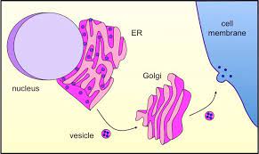 We did not find results for: Vesicular Transport Bioninja