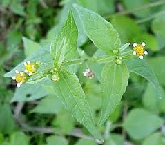 Image result for Galinsoga parviflora