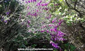 Image result for Polygala virgata