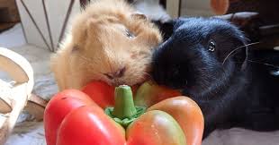 Durfen Meerschweinchen Paprika Essen Meerschwein Sein
