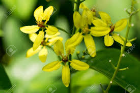 Image result for Tristellateia africana