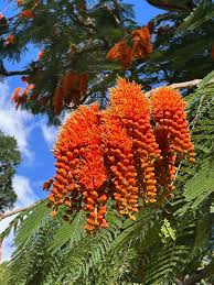 Image result for Colvillea