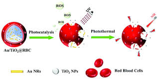 We did not find results for: Erythrocyte Membrane Nano Capsules Biomimetic Delivery And Controlled Release Of Photothermal Photochemical Coupling Agents For Cancer Cell Therapy Dalton Transactions Rsc Publishing