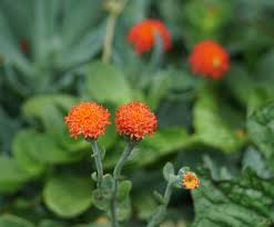 Image result for Emilia abyssinica