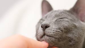 11 likes · 1 talking about this. Avis Nuances Sur Le Vaccin Contre L Allergie Aux Chats Fondation 30 Millions D Amis