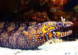 Dragon Moray Eel Moray Eel Ocean Creatures Saltwater Aquarium Fish