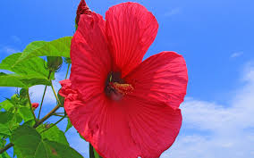 Download hibiscus tea stock photos. Wallpaper Red Hibiscus Flower Blue Sky 1920x1200 Hd Picture Image