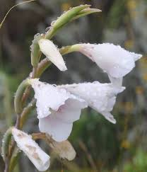 Image result for Gladiolus bellus